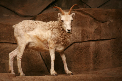 Horns From Alaska