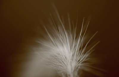 FUZZ
