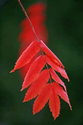 Red on Red