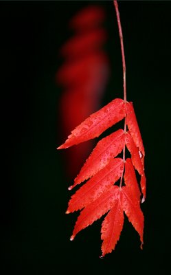 Redpop