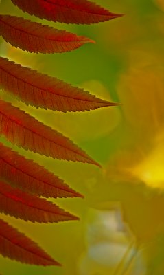 Red In The Wind