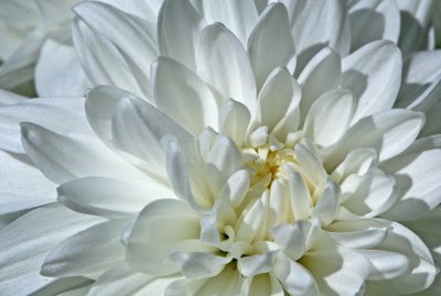 White Mum