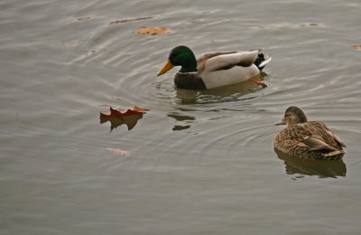 Two Ducks And A Leaf
