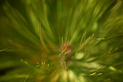 Emerging