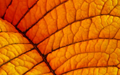 Poinsettia Veins