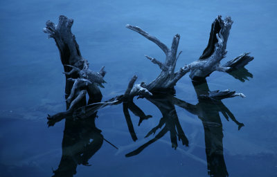 Weathered Roots
