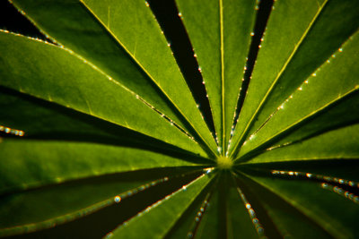 Early Morning Dew