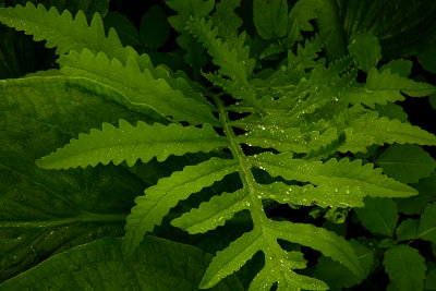 Fern In Fern