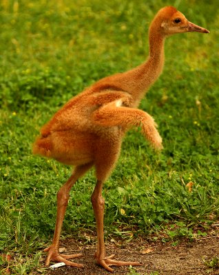 Baby Sandhill Crane