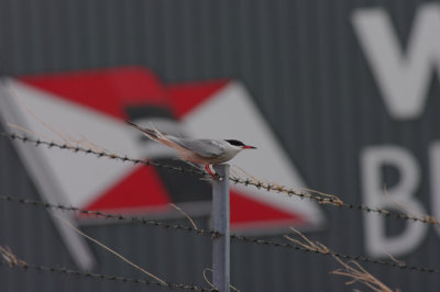 Hardnekkige visdiefjes op het terrein van Wagenborg in Delfzijl