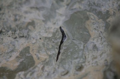 een ribje (?) van een reptiel van 240.000.000 jaar oud