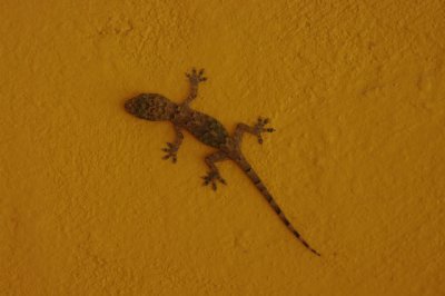 gekko