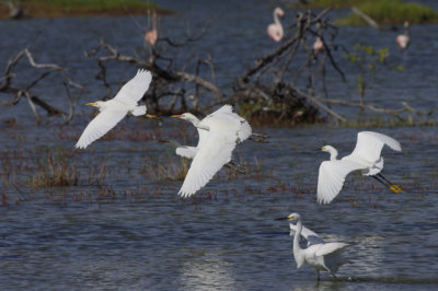 koereigers en Amerikaanse kleine zilverreigers