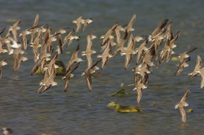 grijze strandlopers