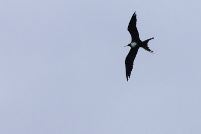 fregatvogel