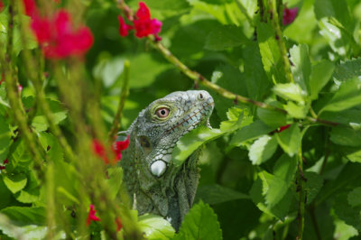 groene_leguaan