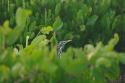 groene reiger