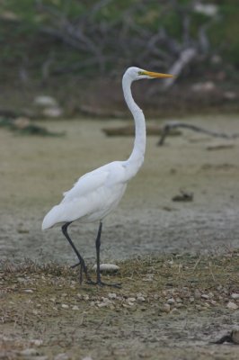 grote zilverreiger