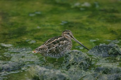 Amerikaanse watersnip