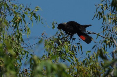 red tailed black cockatoo
