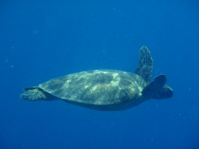 hawksbill turtle?
