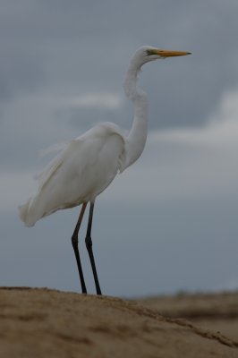 great egret