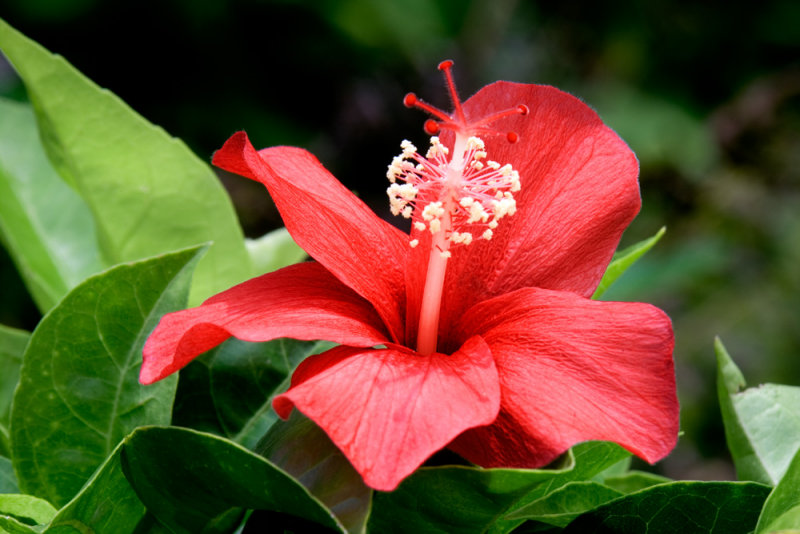 Hibiscus Lea