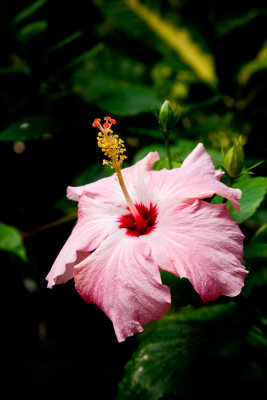 Hibiscus - Pink Hibiscus #2