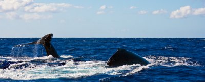 Humpback Whale - tail hump RD-551