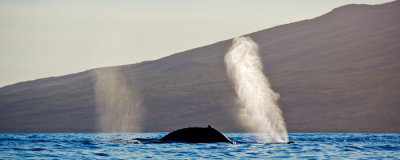Humpback Whale - blow RD-555