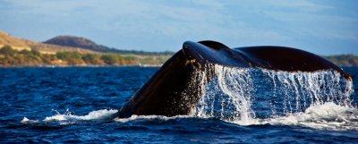 Humpback Whale - tail RD-556