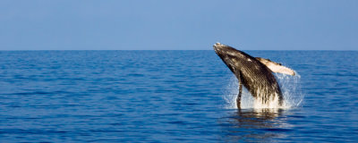 Humpback Whale - Breach RD-557