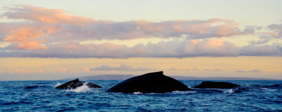 Humpback Whale - pod hump RD-559