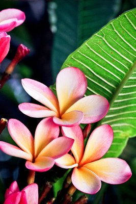 Plumeria 03_0196 