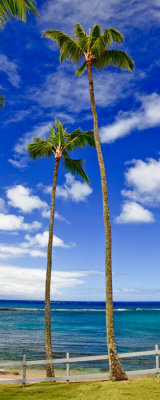Kapalua palm trees RD-650 