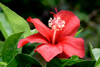 Hibiscus Le'a