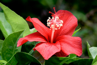 Hibiscus Lea