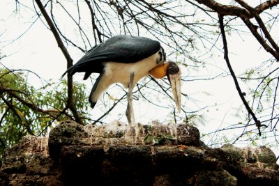 This strange but real bird is also believed to guard the temple