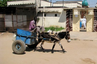 Water delivery, a donkey job