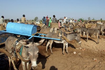 Morning procedure - donkey carts collect water