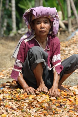 Drying betelnut