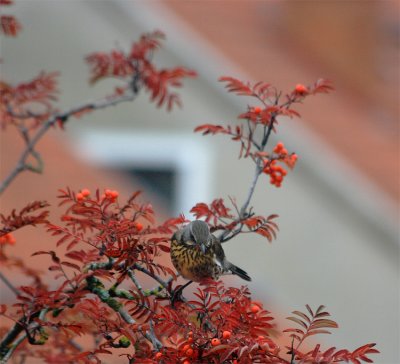 Fieldfare in the berry-tree