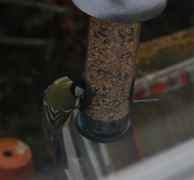the new feeder is introduced  :o)