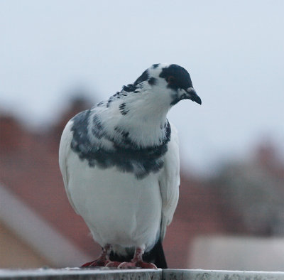 winter pigeon  :o)