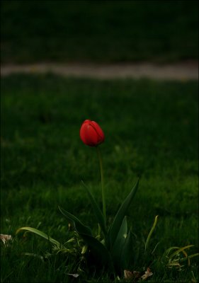red flower