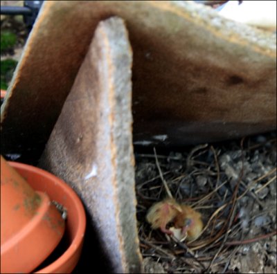 two new little pigeons born today  :o) 