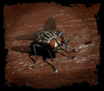 Meta-fly  Mk. II 