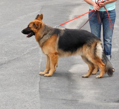 the five-legged dog with three ears :o)