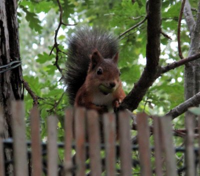 squirrel with acorn  :o) 