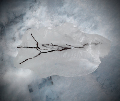 fossil-iced twig